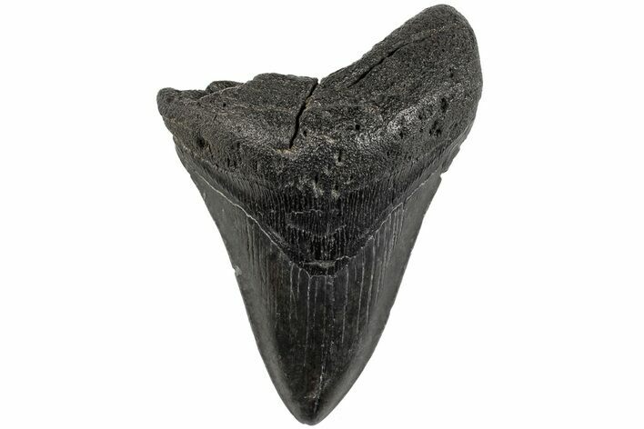 Fossil Megalodon Tooth - South Carolina #201545